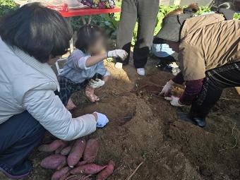 도화1동 마을공동체 '마주봄향기', 도화초 아동과 고구마 캐기 체험